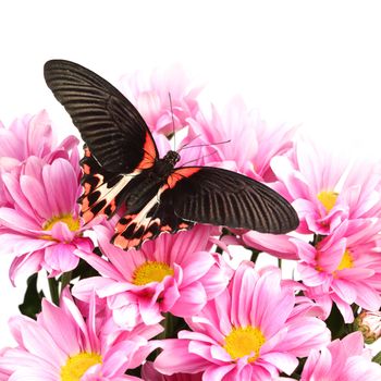 Papilio rumanzovia  on the flowers