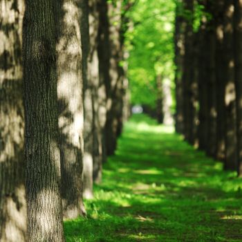  Spring Park nature background