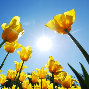 yellow tulips against the sky close up