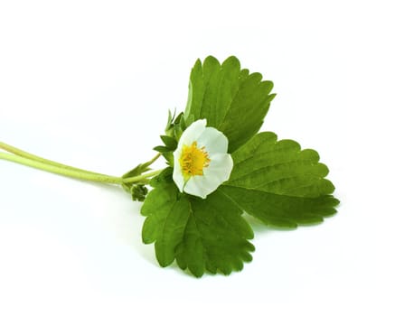 Strawberry blossom with leaves isolated on white