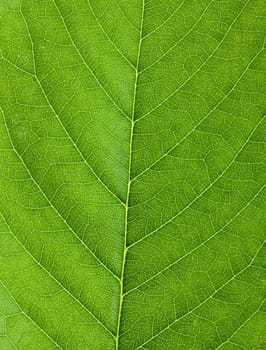 Cherry leaf backgrouns