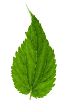 Nettle leaf isolated on white