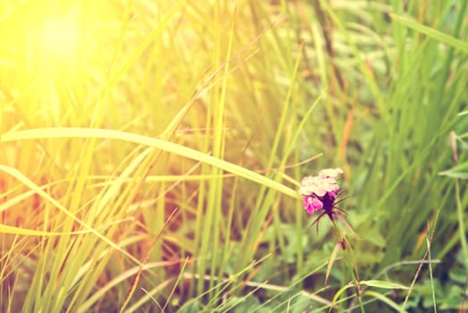 Fresh green grass illuminated by sun