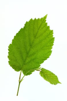 Hazel leaf isolated on white