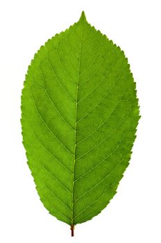 Cherry leaf isolated on white