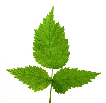 Rastberry leaf isolated on white background