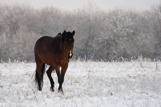 horse standing on a field in winter