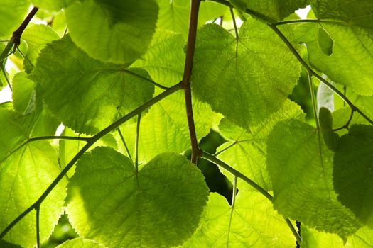 Lime-tree leaves