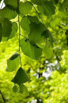 Lime-tree leaves