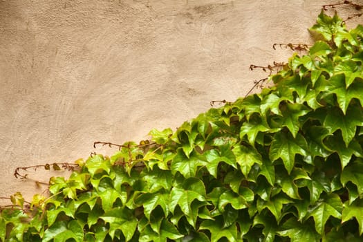 Ivy climbing the old wall