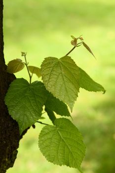 Lime-tree leaves