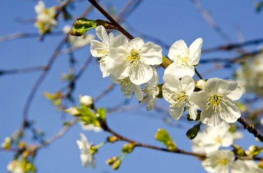 White apple tree buds and blooms in spring beauty closeup macro backdrop background.