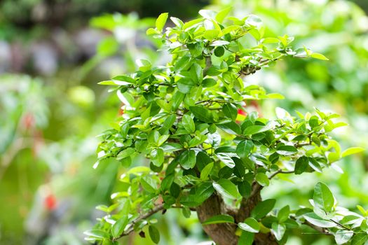 beautiful bonsai in a botanical garden