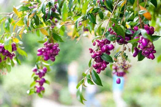 tropical purple berries on a green branch