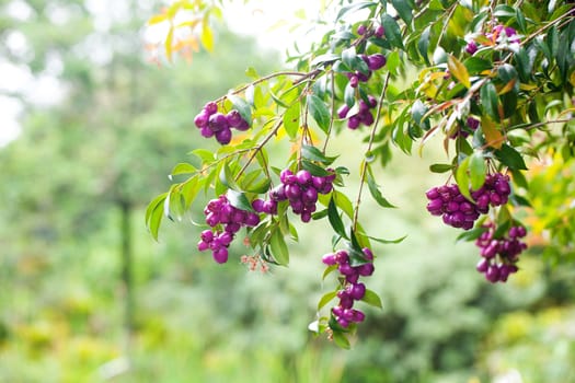 tropical purple berries on a green branch