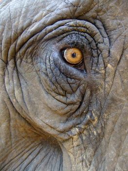 Eye of an elephant (Elephas maximus)