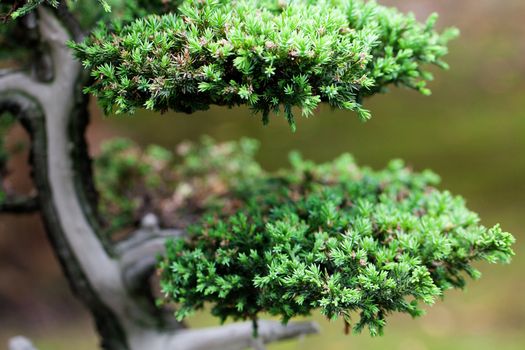 beautiful juniper bonsai  in a botanical garden