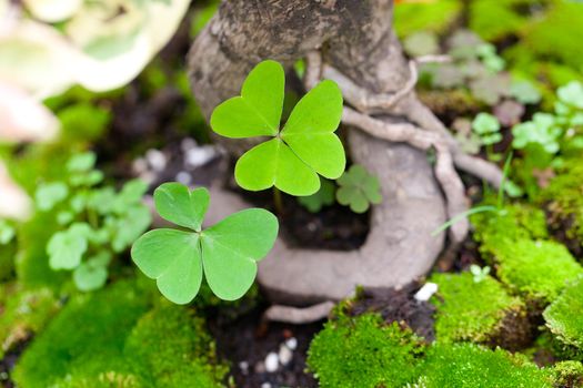 tree roots,clover and moss