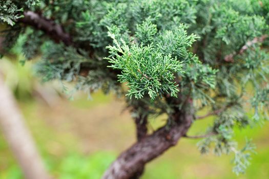 beautiful juniper bonsai  in a botanical garden