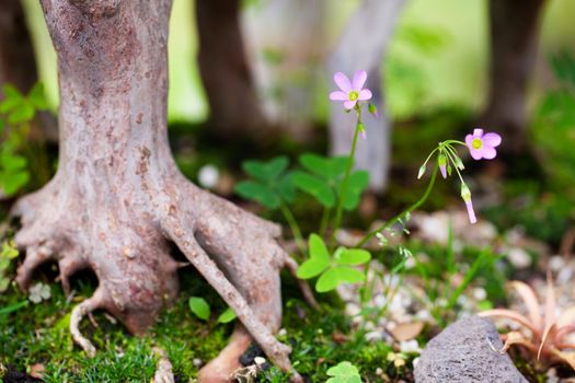 tree roots and moss