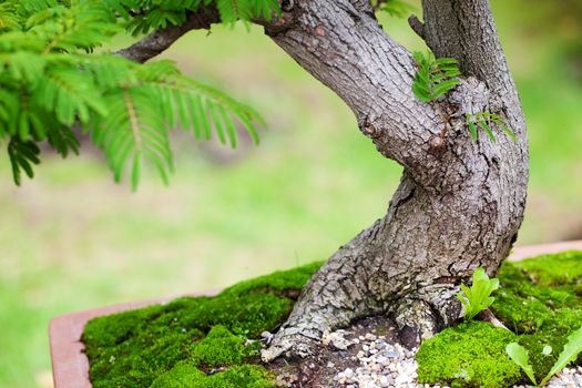 beautiful bonsai in a botanical garden