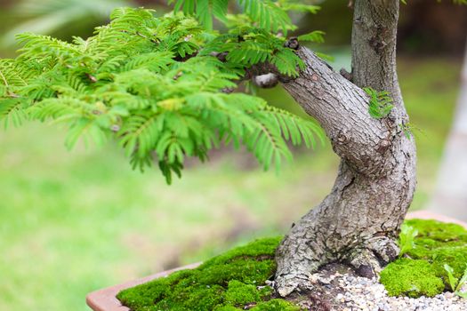 beautiful bonsai in a botanical garden