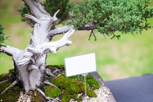 beautiful bonsai in a botanical garden