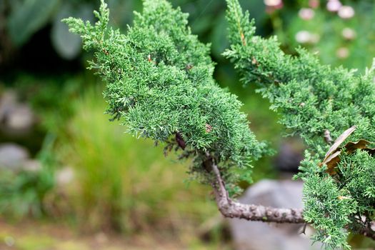 beautiful juniper bonsai  in a botanical garden