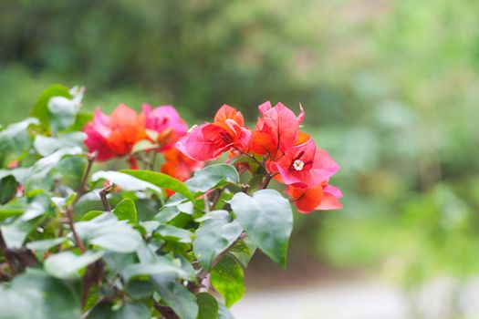 beautiful bonsai bougainvillea in a botanical garden