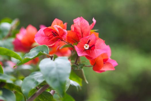 beautiful bonsai bougainvillea in a botanical garden