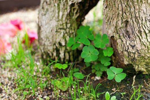 tree roots,clover and moss