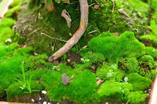 tree roots and moss