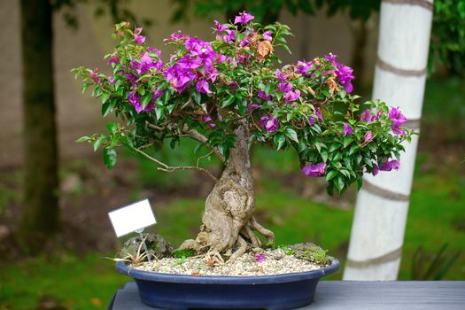 beautiful bonsai bougainvillea in a botanical garden