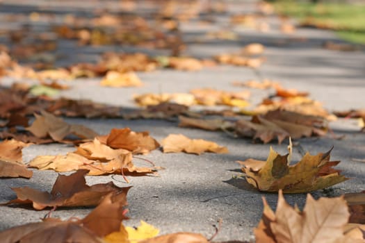 PIle of yellow leaves lying on the ground, low depth of field.