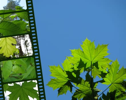 Nature design with a film