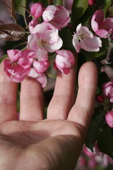 A hand touches some blossoming buds in the springtime