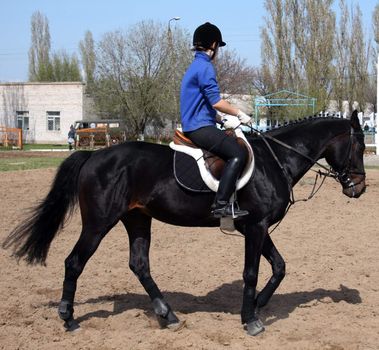 Dressage horse on a competition