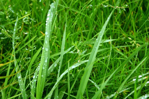 Drops of dew on juicy green grass