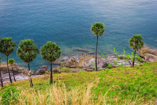 Palm trees on the beach on the island of Phuket in Thailand