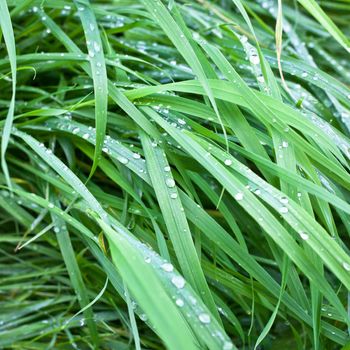 Close up of dew drops on lush green grass