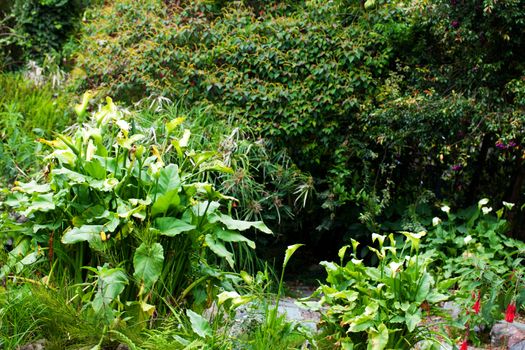 green garden with trees and flowers