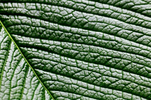 macro background of green leaf