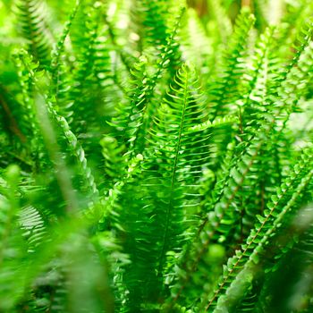 fern in the rainforest