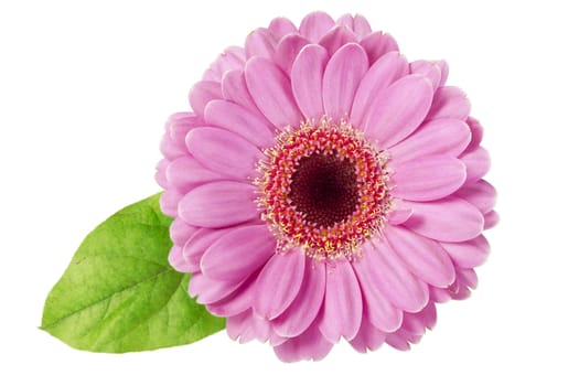Vibrant pink daisy with green leaf isolated on white background.