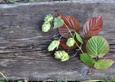 Green hops and raspberry leaves on the old board