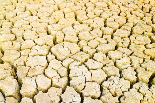 green grass 
growing on drought field, drought land