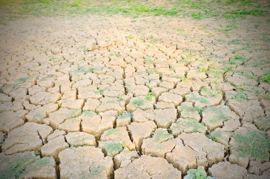 green grass 
growing on drought field, drought land