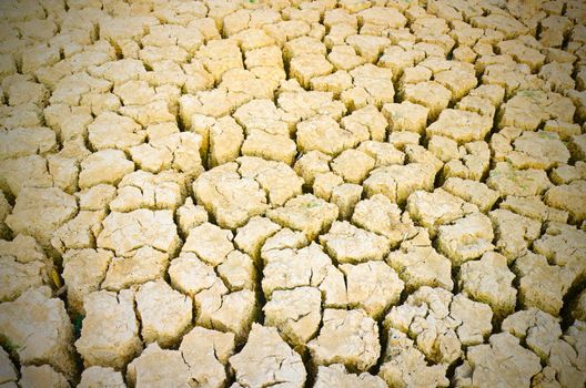 green grass 
growing on drought field, drought land