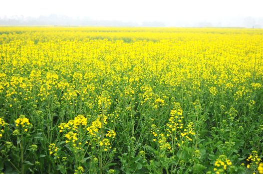 Landscape of blooming rapeseed fields