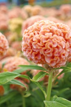 Cockscomb flowers in a garden